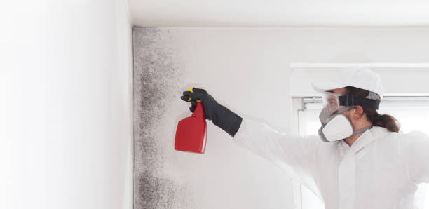 Best Post-Flood Mold Remediation in Woodbury Heights, NJ