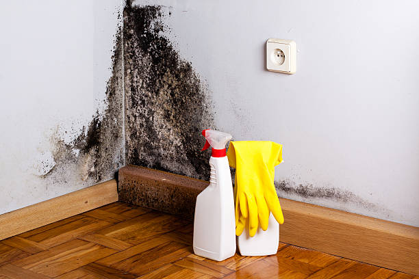 Reliable Woodbury Heights, NJ Mold Remediation Solutions